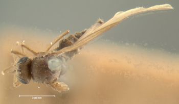 Media type: image;   Entomology 12625 Aspect: habitus dorsal view